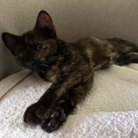 Photo of Brindabella