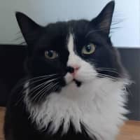 Photo of Tommy