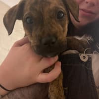 Photo of Poppy   9 Week Old Ridgeback X