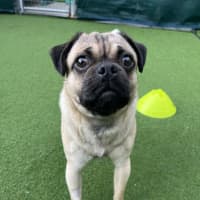 Photo of Pugsley