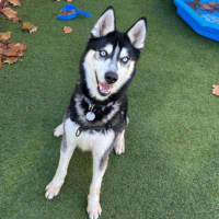 Photo of Axel