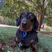 Photo of Harley   4 Year Old Dachshund