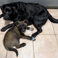 Photo of Kiki   10 Week Old Cattle Dog X Weimaraner (Trial)