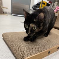 Photo of 🐈 Missy 7111 🐈
