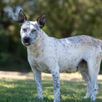Photo of Pepper