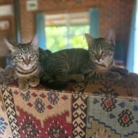 Photo of Spud And Chip