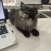 Photo of Diamond 💍💎