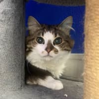 Photo of Flynn Rider