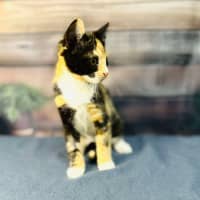 Photo of Aurora   Located In Wallan