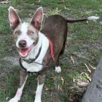 Photo of Pearl
