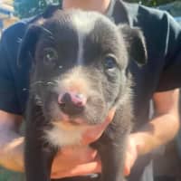 Photo of Nugget ~ 8 Week Old, Border Collie X Puppy, Male