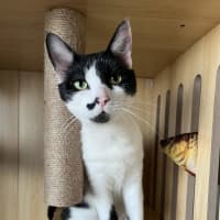 Photo of Clarke   Available At Pet Quarters Morisset