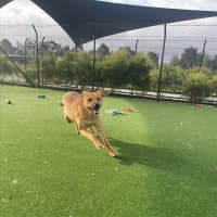 Photo of Peach Imp 1711