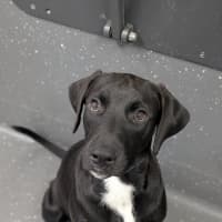 Photo of Charlie