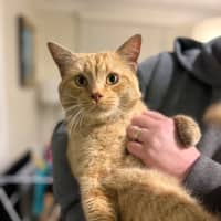 Photo of Sponge Cake