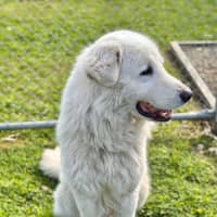 Photo of Wilbur