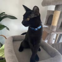 Photo of Shadow 