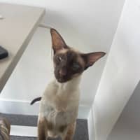 Photo of Archie
