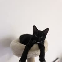 Photo of Apple Bottom Jeans