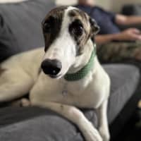 Photo of Lelani, The Greyhound