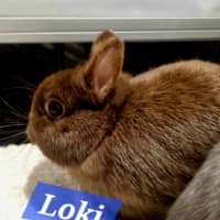 Photo of Thor And Loki The Gods Of Mischief & Thunder