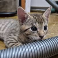 Photo of Fenix