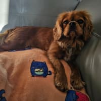 Photo of Merluna