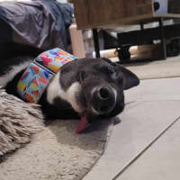 Photo of Little Ninja, The Greyhound