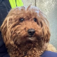 Photo of Charlie