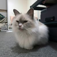 Photo of Dolly