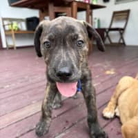 Photo of Rex   8 Week Old Mixed Breed (Trial 13/1/25)