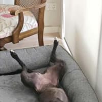 Photo of Freda, The Greyhound