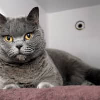 Photo of Poppy Sua012958