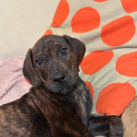 Photo of Hershey