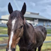 Photo of Dash