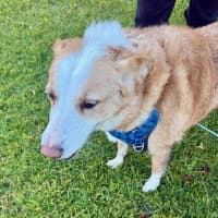 Photo of Chloe   5 Year Old Border Collie