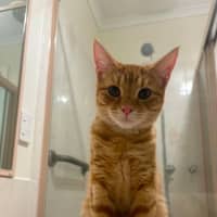Photo of Gingy