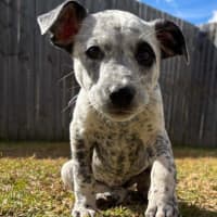Photo of Dotti