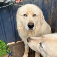 Photo of Luna And Teddy