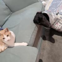 Photo of Basil The Greyhound