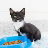 Photo of Magpie