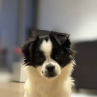 Photo of Pookie