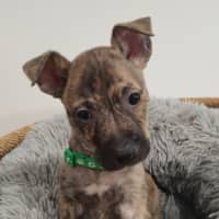 Photo of Collar Green