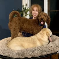 Photo of Jaffa, 4yo, Male Poodle 💖(Trial 13/12/24)