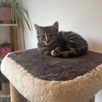 Photo of Puffin Meet Me@Petstock Mornington Nepean Hwy 