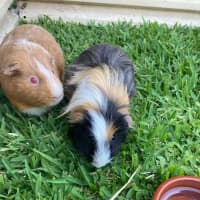 Photo of Pumpkin & Bean