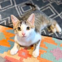 Photo of Suki   In Foster Care In Brunswick East