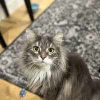 Photo of Teddy & Honk Honk   In Foster Care In Coburg