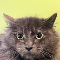 Photo of Tina Turner