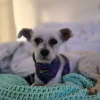 Photo of Teddy